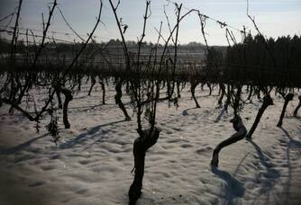 Les vignes du Domaine Les Roques de Cana sous la neige