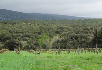 Vue sur les vignes au Vignoble Reveille 