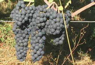 Grappes de raisin du Domaine du Clos du Mounat