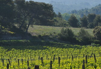 Calavon - Vue du vignoble