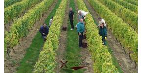 Les vendanges