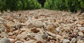 Domaine Chant des Loups(Vallée du Rhône) : Visite & Dégustation Vin