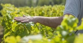 la main du vigneron caresse la vigne