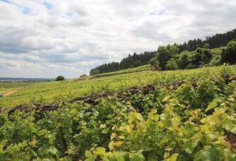 Domaine Trapet-Rochelandet - La vigne