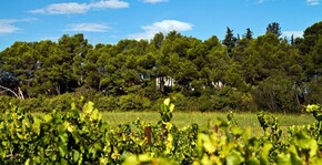 Château de Fourques(Languedoc) : Visite & Dégustation Vin