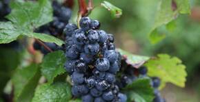 Domaine Guillaume Baduel(Bourgogne) : Visite & Dégustation Vin