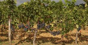 Vignobles Carles - Les pieds de vigne