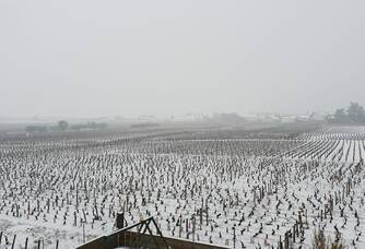 Domaine Trapet-Rochelandet - Vignoble en hiver