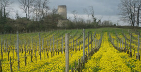 Château de l'Hurbe - Le vignoble