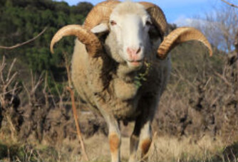 Domaine d'Anglas - Les moutons du domaine