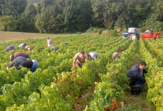 Domaine Baillais - Les vignes pendant les vendanges