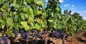 Clos Troteligotte(Sud-Ouest) : Visite & Dégustation Vin