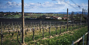 Domaine de Prapin(Beaujolais) : Visite & Dégustation Vin