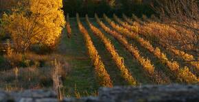 Domaine de Grimardy(Sud-Ouest) : Visite & Dégustation Vin