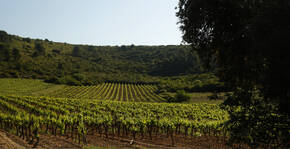 Clos de l'Amandaie(Languedoc) : Visite & Dégustation Vin