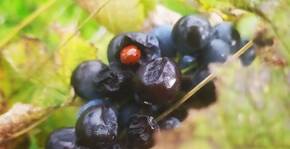 Domaine du Chardon Bleu(Vallée du Rhône) : Visite & Dégustation Vin