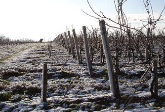 Les vignes de Gadet-Terrefort en hiver