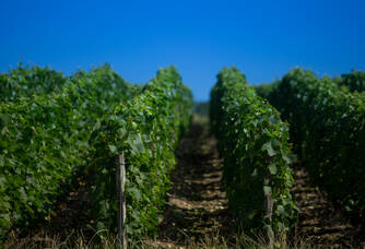 Les coteaux de vignes du Champagne Marteaux Guyard