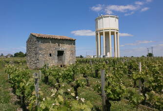 Dans les vignes du Château Saint-Vincent
