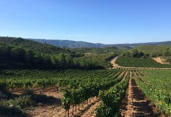 Superbe vue entre les vignes du Domaine Mandourelle