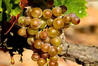 Une grappe de raisins blancs des vignes du Mas Baux