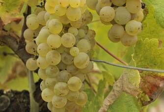 Des grappes de raisins blancs des Vignobles Ducourt