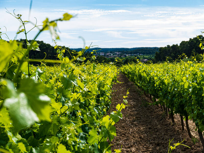 Domaine Sibille