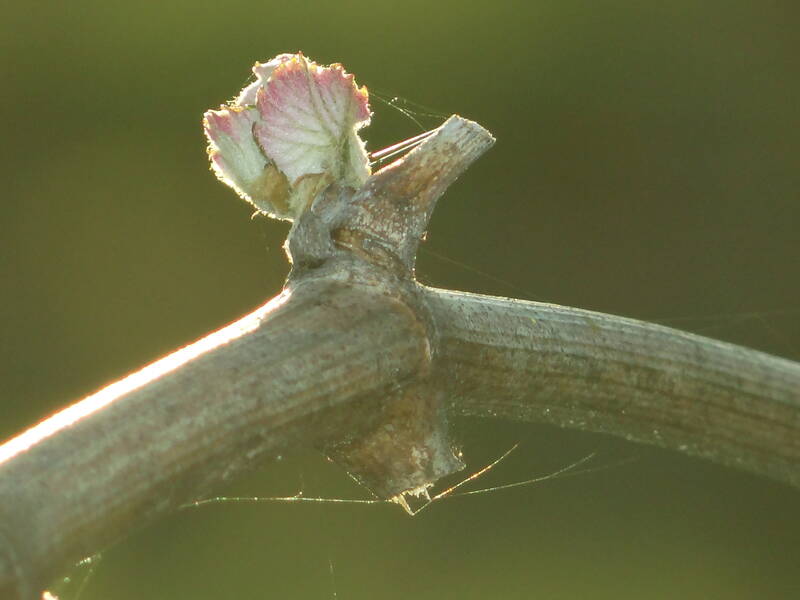 Domaine Du Grand Clos