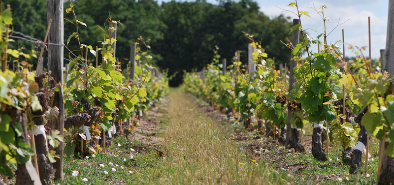 Domaine des Grandes Espérances