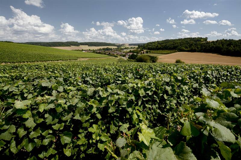 Champagne Marc HENNEQUIERE