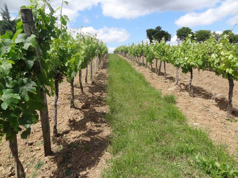 Château Haut-Garriga