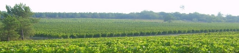 Vignobles du Sourdour