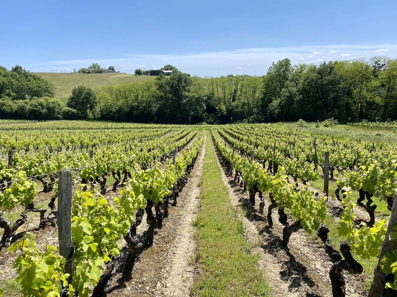 Château Haut Rigal 