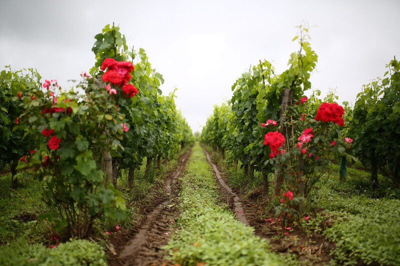 Vignobles Bedrenne