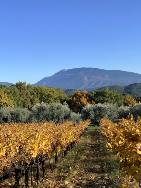 Domaine La Fille des Vignes