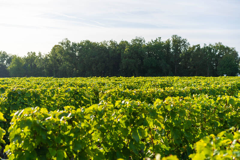 CLOS DES AUMONES