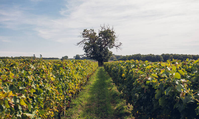 Domaine Poncereau de Haut