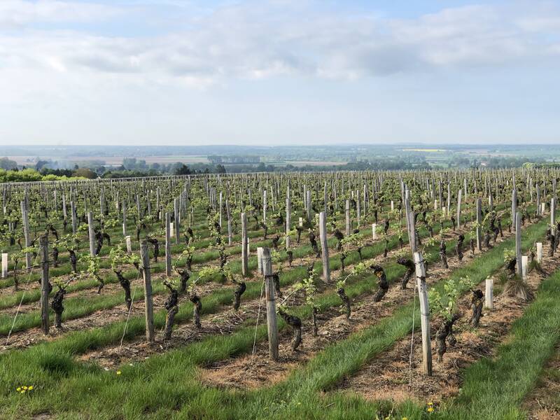 Domaine Séverin et Gilles CHOLLET