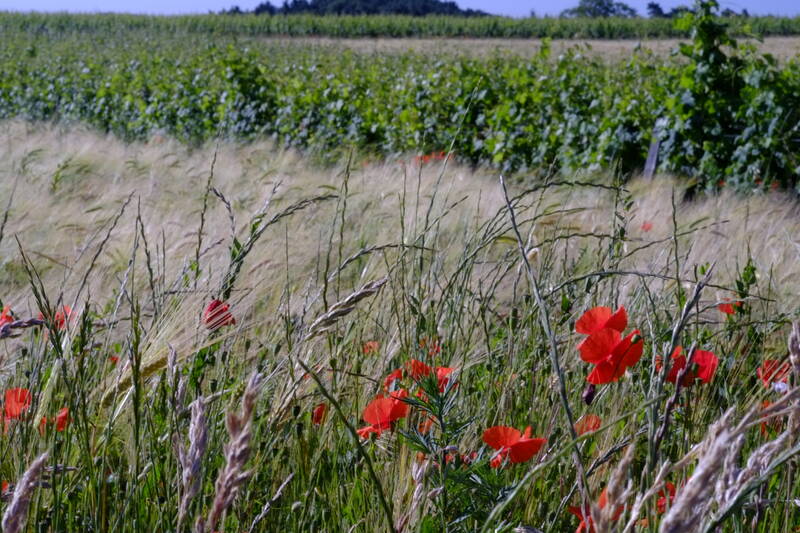 Clos du Porteau