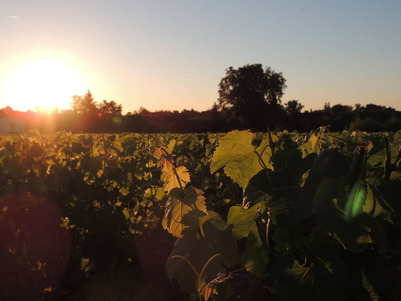 Domaine de la Gauche