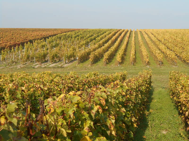 Domaine SAUVETE