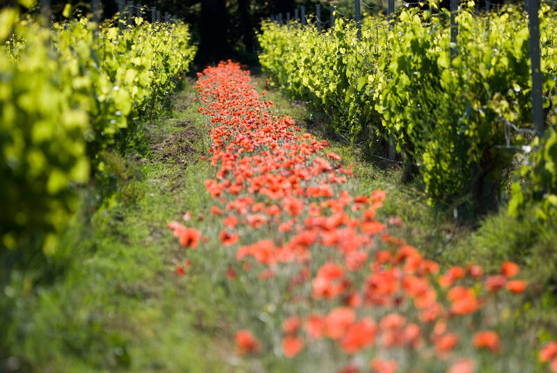 Domaine Montirius