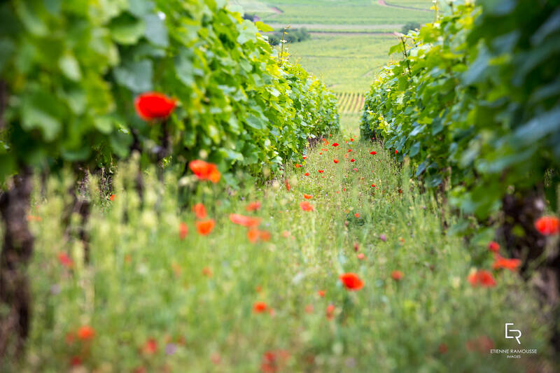 Domaine Cluny